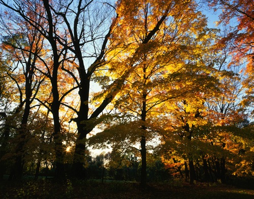 Maples, Jockey Hollow National Historic OPark, NJ (MF).jpg